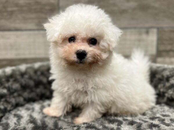 Bichon Frise DOG Female White 9332 Petland San Antonio, TX