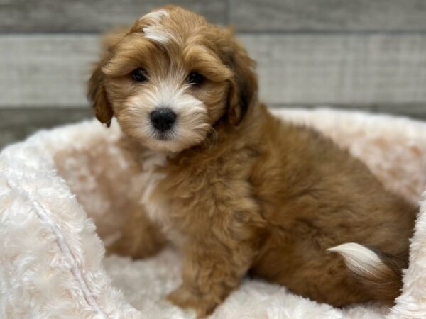 Lhasapoo DOG Male Red & White 9333 Petland San Antonio, TX