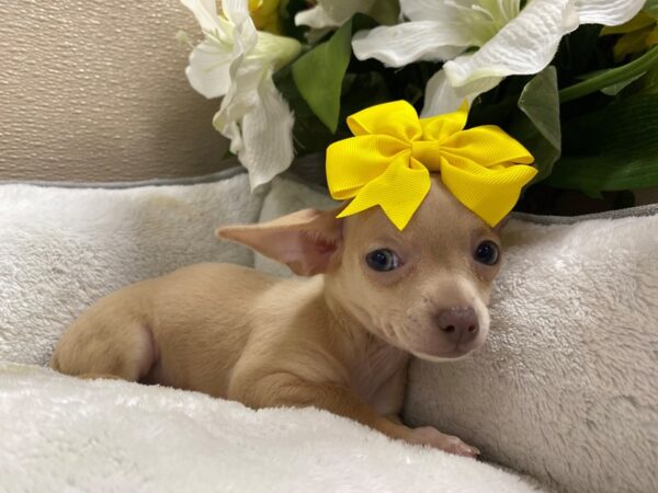 Chihuahua DOG Female Blue Fawn 6419 Petland San Antonio, TX