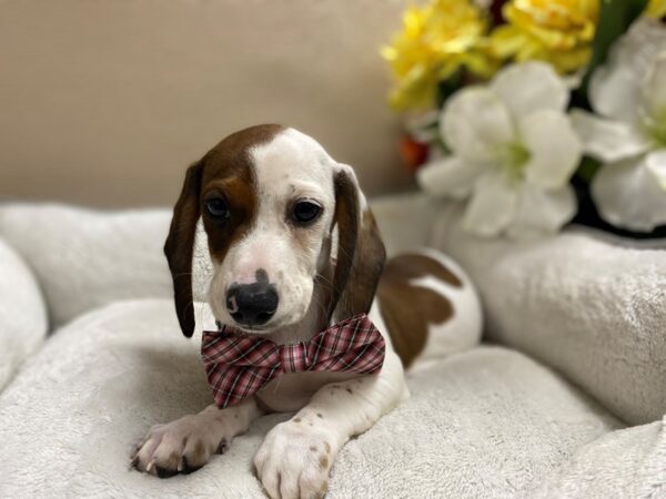 Dachshund DOG Male Red 6420 Petland San Antonio, TX