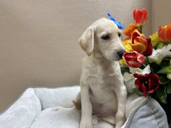 Labradoodle-DOG-Female-Yellow-6421-Petland San Antonio, TX