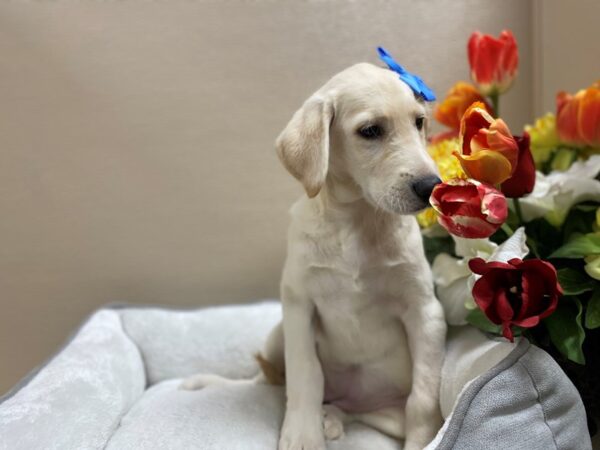 Labradoodle DOG Female Yellow 6421 Petland San Antonio, TX