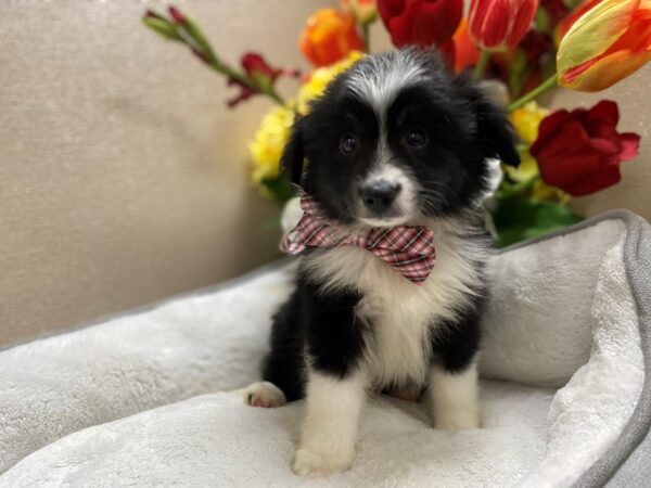 Miniature Australian Shepherd DOG Male Black White and Brown 6422 Petland San Antonio, TX