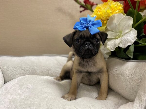 Pug DOG Female fn, blk msk 6424 Petland San Antonio, TX