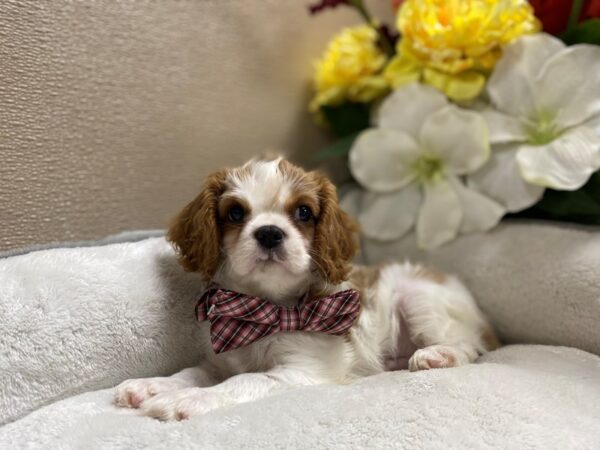 Cavalier King Charles Spaniel DOG Male bheim & wh 6425 Petland San Antonio, TX