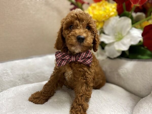 2nd Generation Mini Goldendoodle DOG Male rd, wh mkgs 6426 Petland San Antonio, TX