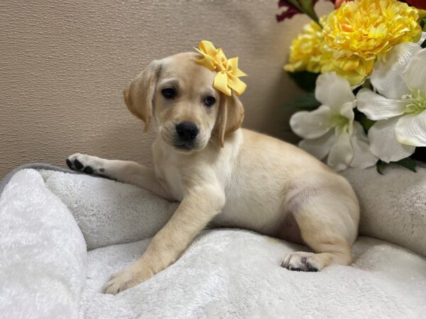 Labrador Retriever DOG Female ylw 6427 Petland San Antonio, TX