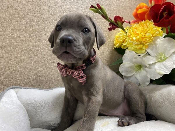 Cane Corso DOG Male bl 6428 Petland San Antonio, TX