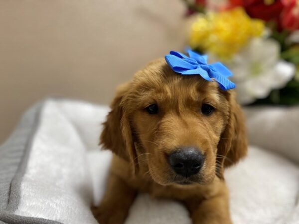 Golden Retriever DOG Female gldn 6433 Petland San Antonio, TX