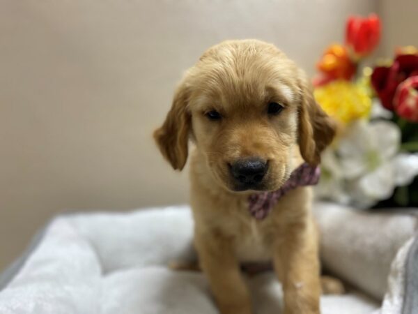 Golden Retriever DOG Male gldn 6432 Petland San Antonio, TX