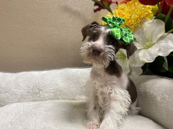 Min Schnauzer DOG Female chlt parti 6429 Petland San Antonio, TX