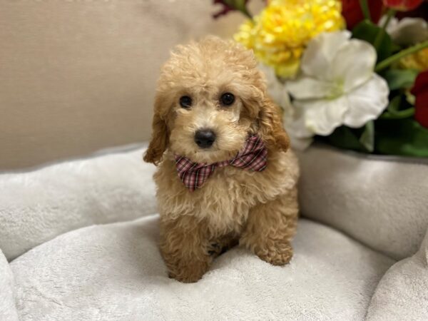 Toy Poodle DOG Male apct 6423 Petland San Antonio, TX