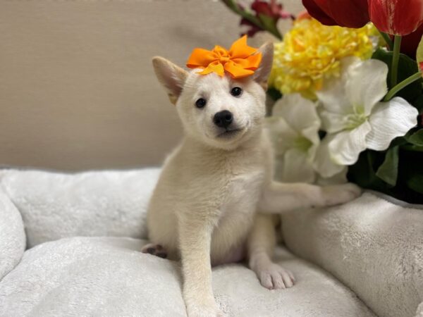 Shiba Inu DOG Female cr, wh mkgs 6431 Petland San Antonio, TX