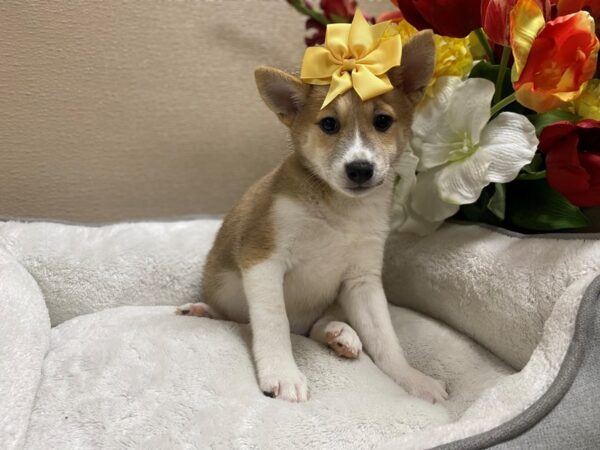 Shiba Inu-DOG-Female-rd sesme, wh mkgs-6430-Petland San Antonio, TX