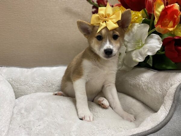 Shiba Inu DOG Female rd sesme, wh mkgs 6430 Petland San Antonio, TX