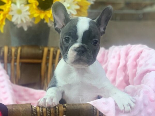 French Bulldog-DOG-Female-Blue & White Pied-9272-Petland San Antonio, TX