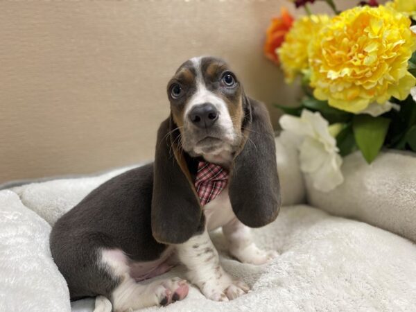 Basset Hound DOG Male bl 6409 Petland San Antonio, TX