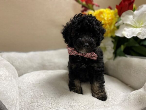 Miniature Poodle-DOG-Male-blk & wh tn mkgs-6434-Petland San Antonio, TX