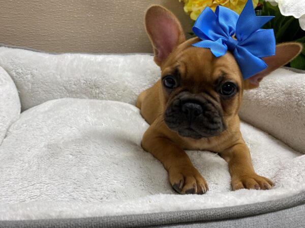 French Bulldog DOG Female fn 6438 Petland San Antonio, TX