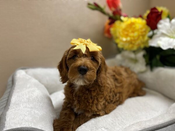 Miniature Goldendoodle-DOG-Female-red-6437-Petland San Antonio, TX