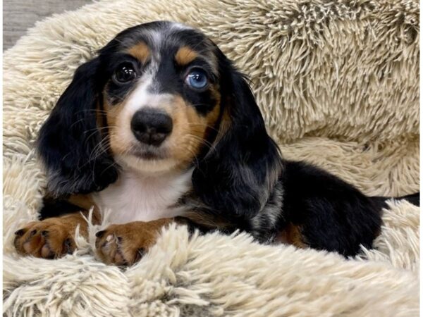 Dachshund DOG Male Black & Tan Dapple 9335 Petland San Antonio, TX