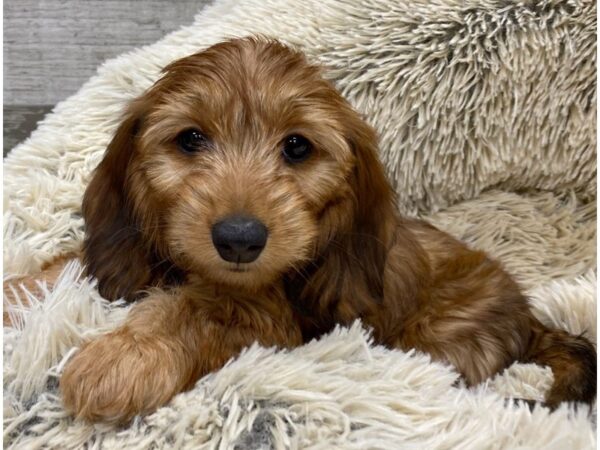 Dachshund DOG Female Wild Boar 9336 Petland San Antonio, TX