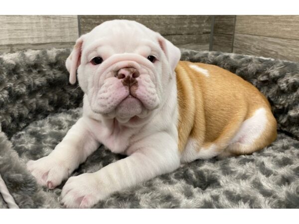 English Bulldog DOG Male Fawn & White 9337 Petland San Antonio, TX