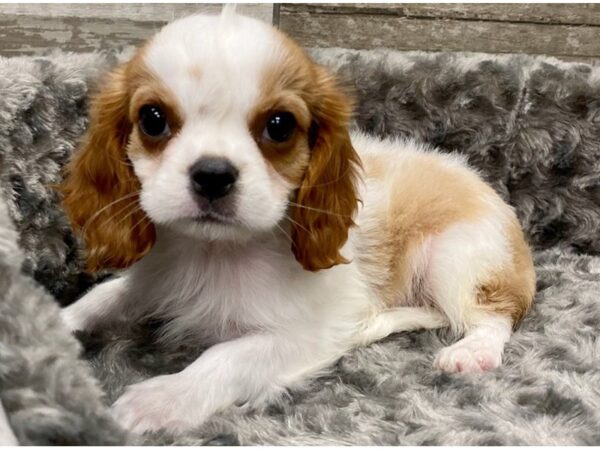 Cavalier King Charles Spaniel-DOG-Female-Blenheim & White-9340-Petland San Antonio, TX