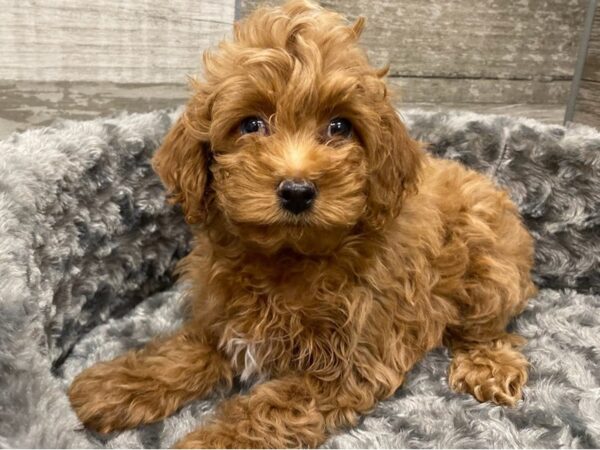 Cockapoo-DOG-Female-Red-9343-Petland San Antonio, TX
