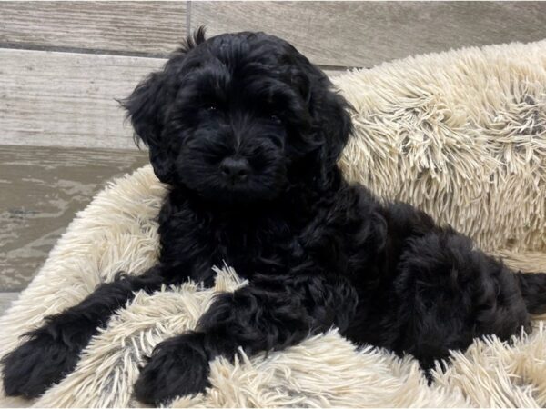 Cockapoo DOG Female Black 9344 Petland San Antonio, TX