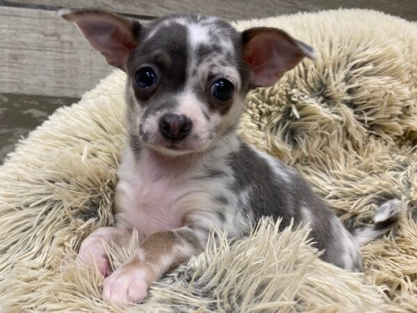 Chihuahua-DOG-Female-Blue Merle-9345-Petland San Antonio, TX