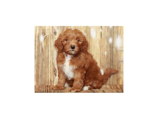 Miniature Goldendoodle DOG Female Golden 9338 Petland San Antonio, TX