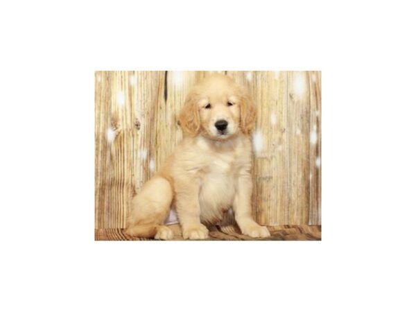 Golden Retriever DOG Male Golden 9339 Petland San Antonio, TX