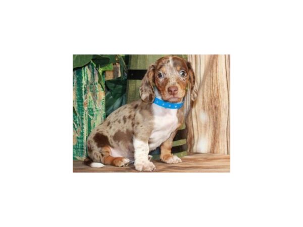 Dachshund DOG Male Chocolate & Tan Dapple 9341 Petland San Antonio, TX