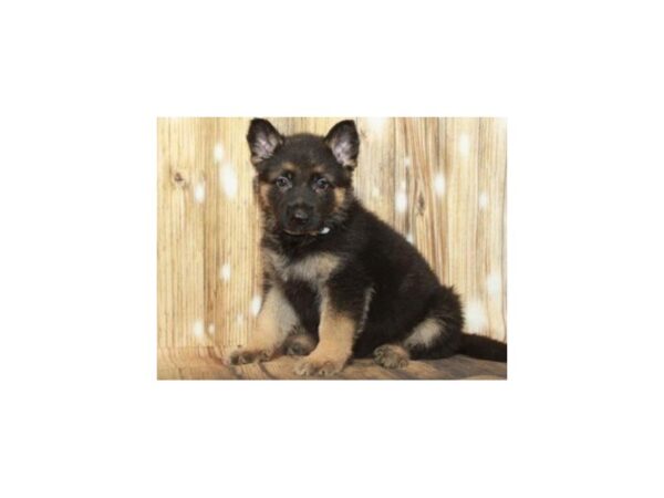 German Shepherd-DOG-Female-Black & Tan-9342-Petland San Antonio, TX