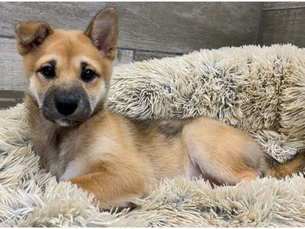 Shiba Inu-DOG-Female-Red Sesame-9276-Petland San Antonio, TX