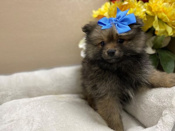 Pomeranian DOG Female wlf sbl 6440 Petland San Antonio, TX