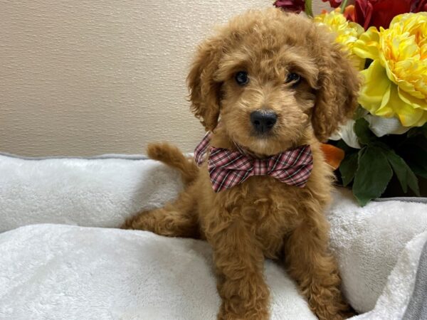 Mini Goldendoodle 2nd Gen DOG Male rd 6445 Petland San Antonio, TX