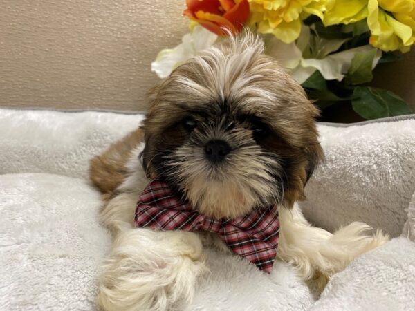 Shih Tzu DOG Male br & wh 6444 Petland San Antonio, TX