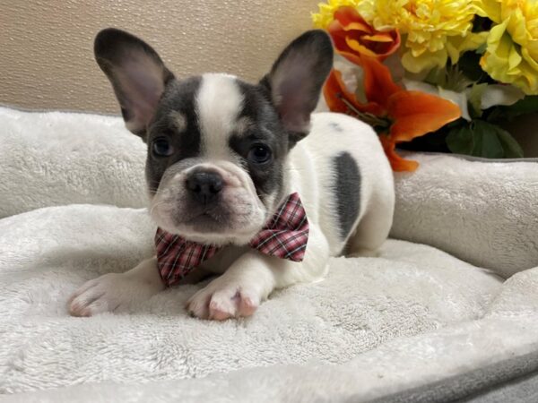 French Bulldog DOG Male blk & wh 6446 Petland San Antonio, TX