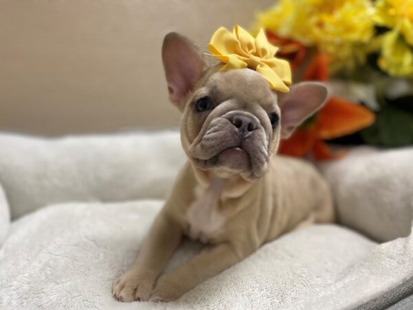 French Bulldog DOG Female bl mrl 6447 Petland San Antonio, TX