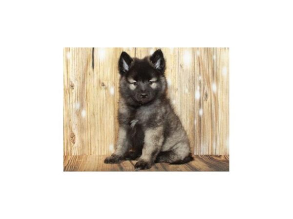 Keeshond-DOG-Male-Silver & Black-9349-Petland San Antonio, TX