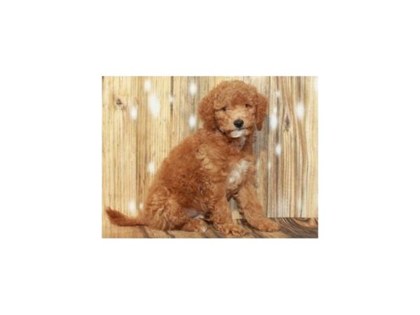 Miniature Goldendoodle DOG Male Red & White 9350 Petland San Antonio, TX