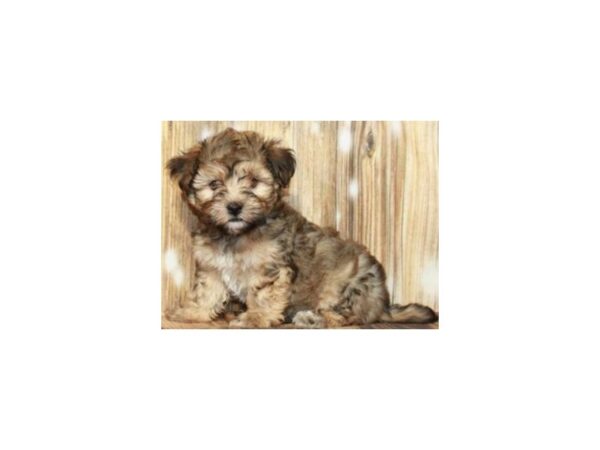 Havanese-DOG-Male-Gold & White-9351-Petland San Antonio, TX