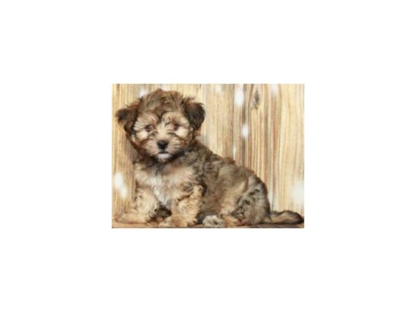 Havanese DOG Male Gold & White 9351 Petland San Antonio, TX