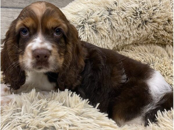 Cocker Spaniel DOG Male Chocolate Sable & White 9346 Petland San Antonio, TX