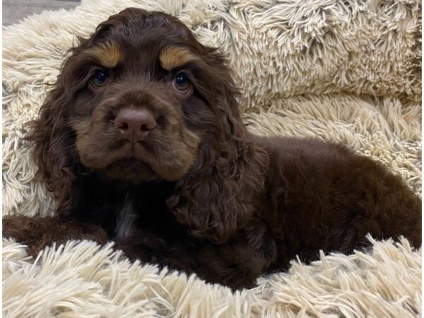 Cocker Spaniel DOG Male Chocolate & Tan 9347 Petland San Antonio, TX