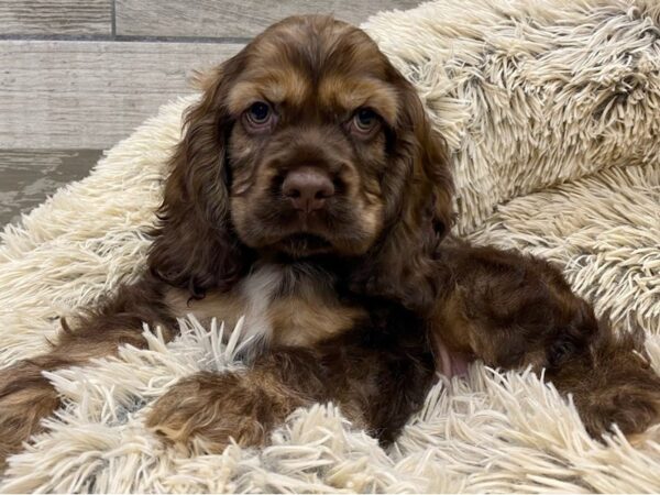 Cocker Spaniel DOG Male Chocolate Sable 9348 Petland San Antonio, TX