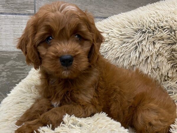 Cavapoo DOG Male Red 9354 Petland San Antonio, TX