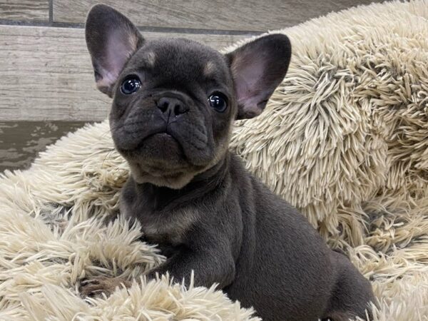 French Bulldog-DOG-Female-Blue-9356-Petland San Antonio, TX